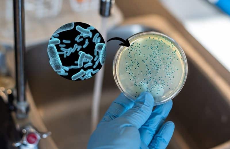 Bacterial contamination in water