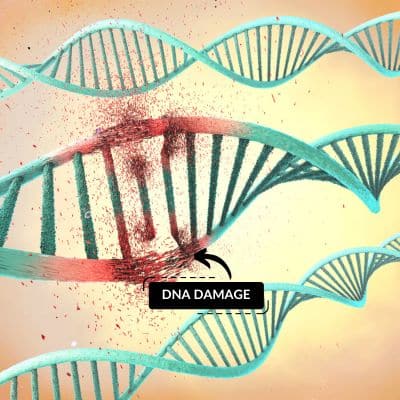 DNA Damage