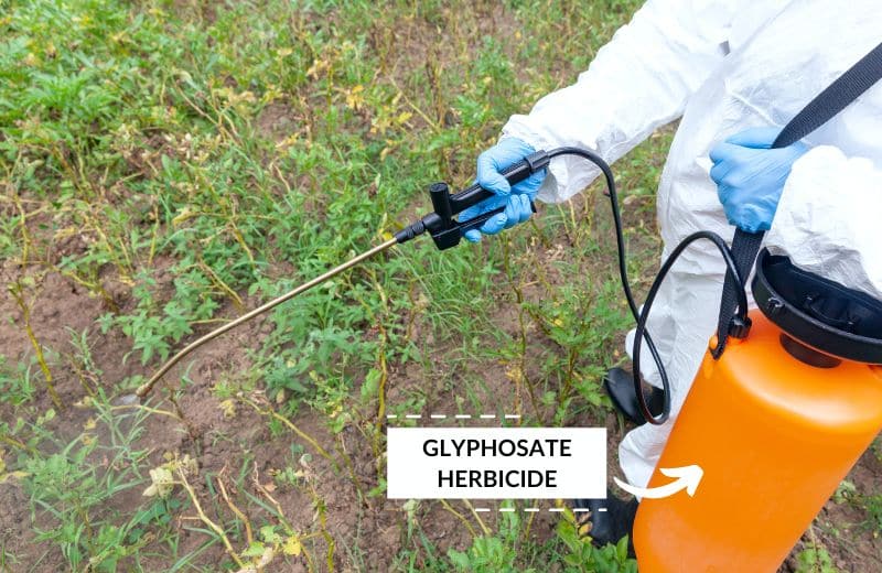 Glyphosate used as Weed Killer