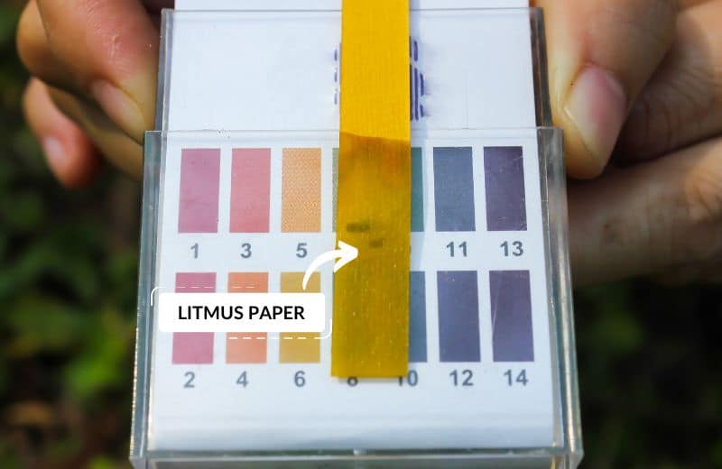 Litmus Paper