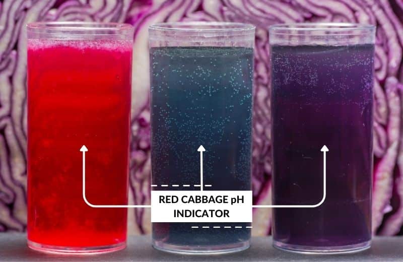 Using Red Cabbage