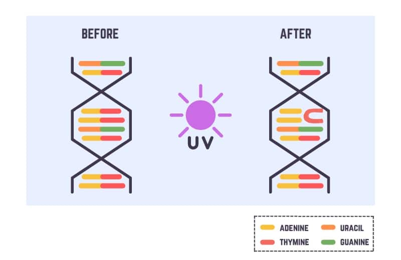 UV disrupts dna of microorganisms