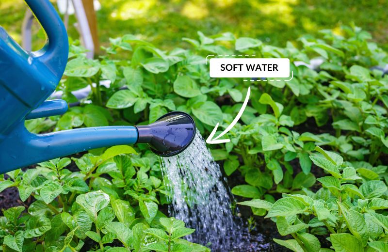 Manually watering plants with well water