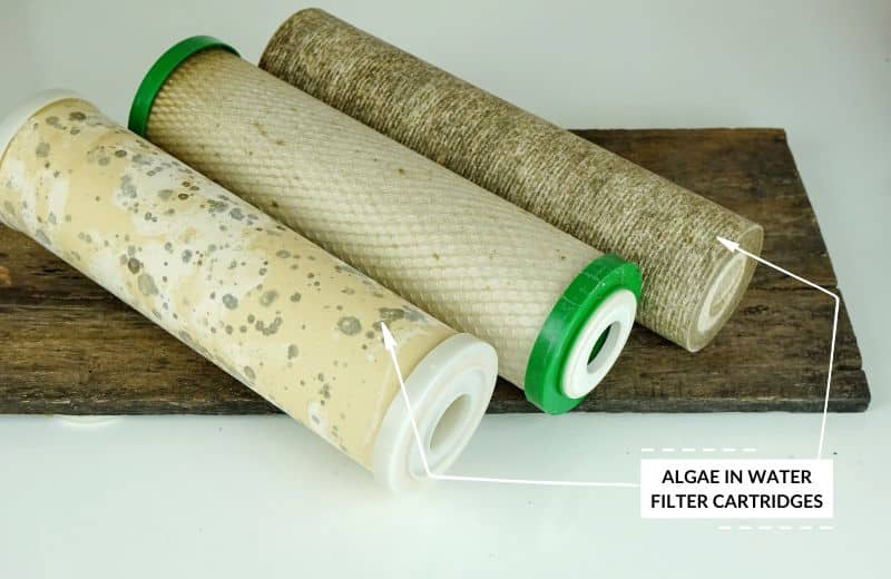 Algae growth in water filter cartridges