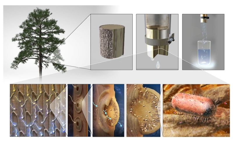 How pine wood filtration works