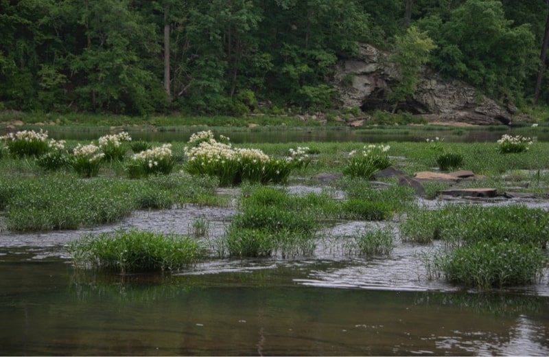 Waters of the Cahaba River, Birmingham