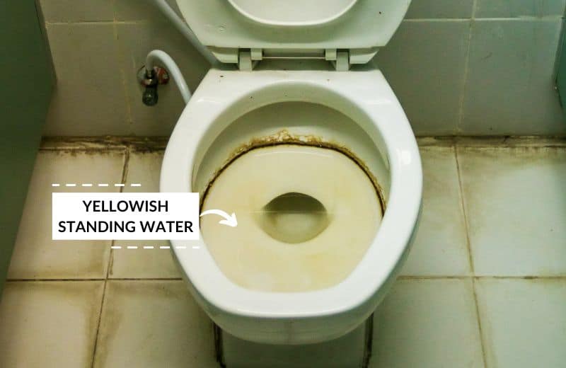 Standing yellow water in toilet