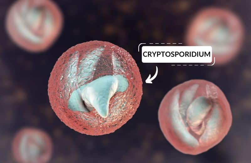 Cryptosporidium under a microscope