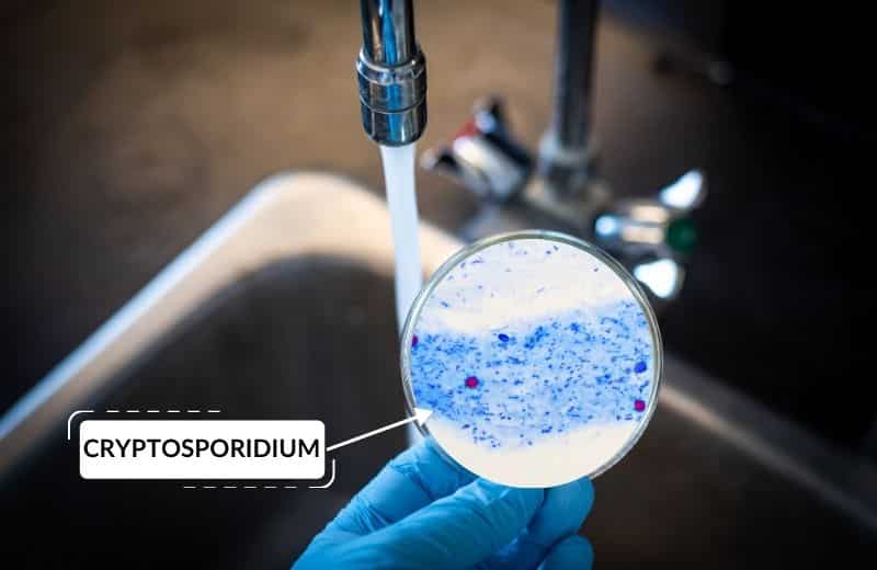 Water contains cryptosporidium