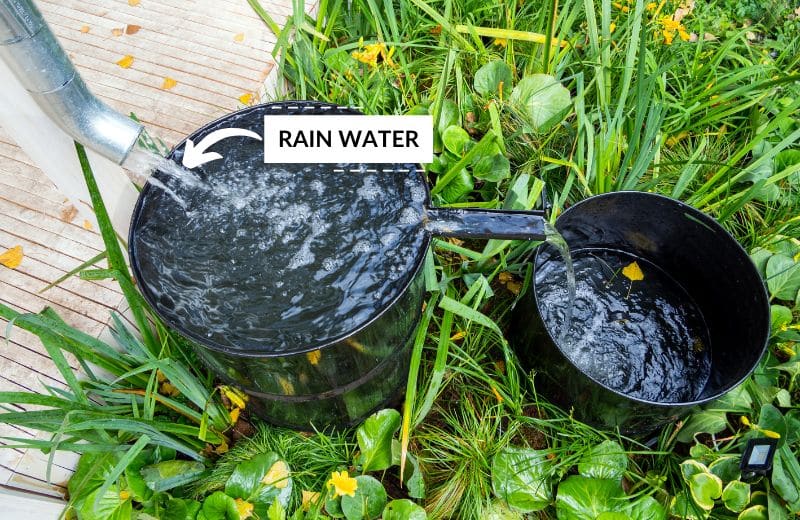 Filtered Water For Plants (Everything You Need to Know)